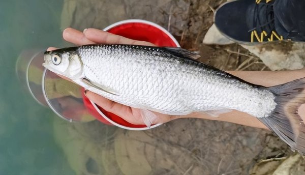 常说的白条是什么鱼