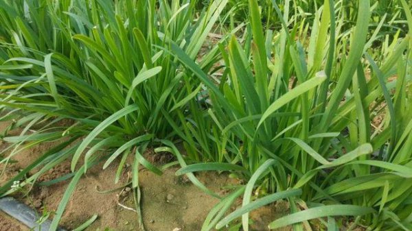露地韭菜怎样过倒春寒
