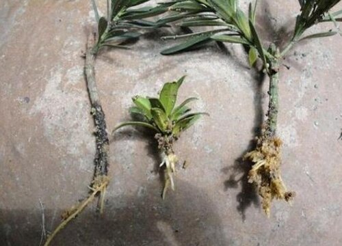 罗汉松扦插多久生根