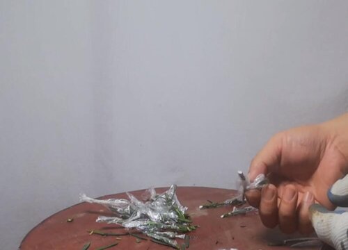 罗汉松扦插多久生根