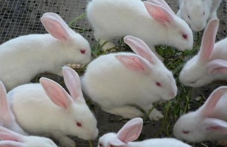 农村致富养殖什么好赚钱