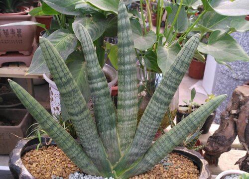 佛前香的养殖方法和注意事项