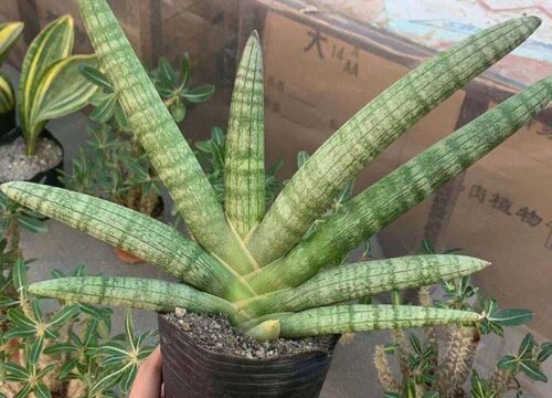 佛前香的养殖方法和注意事项