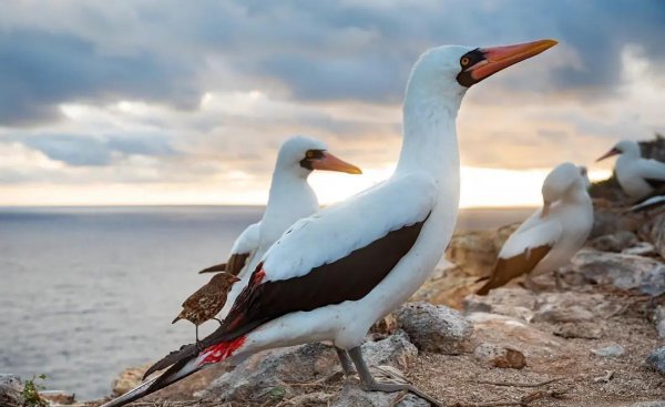 10部必看的bbc神级纪录片