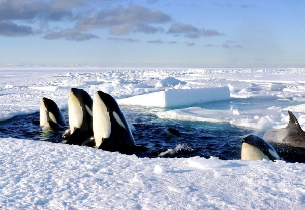 10部必看的bbc神级纪录片