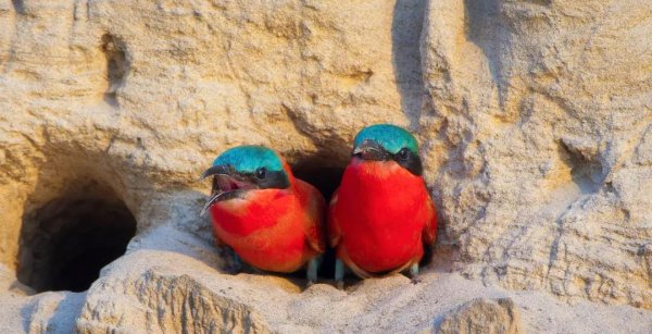 10部必看的bbc神级纪录片