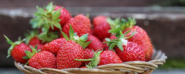 家庭草莓苗种植方法