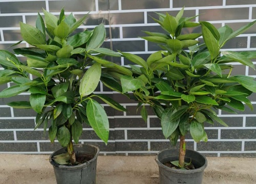 厕所里放什么花风水好