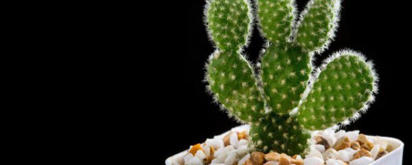 卧室摆什么植物最好