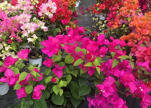 三角梅开花期浇水的正确方法