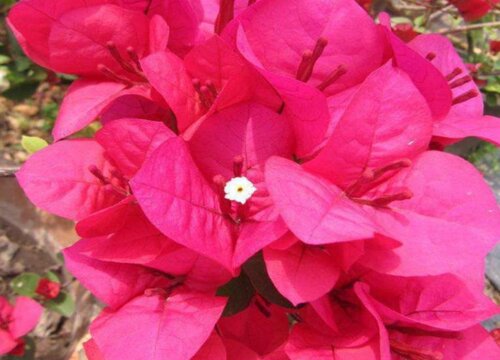 三角梅开花期浇水的正确方法