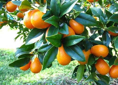 金桔多久浇一次水比较好