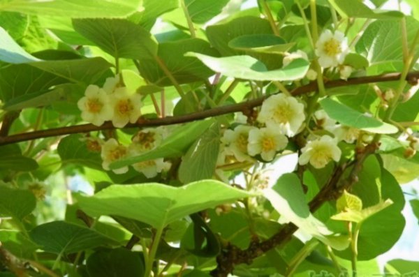 猕猴桃人工授粉方法图解