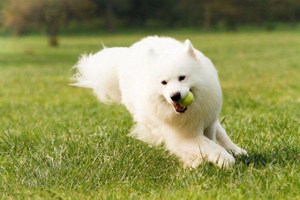 萨摩耶能活多少年