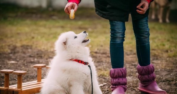 萨摩耶能活多少年