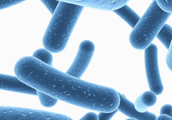 萨摩耶能活多少年