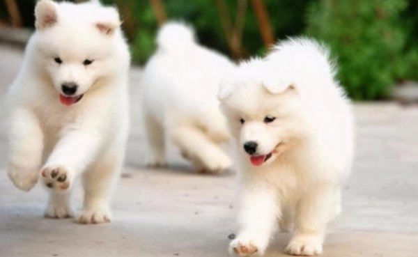 萨摩耶能活多少年