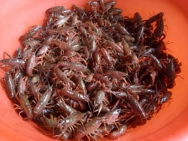 小龙虾入味诀窍很管用