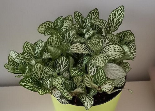 网纹草浇水要浇透吗