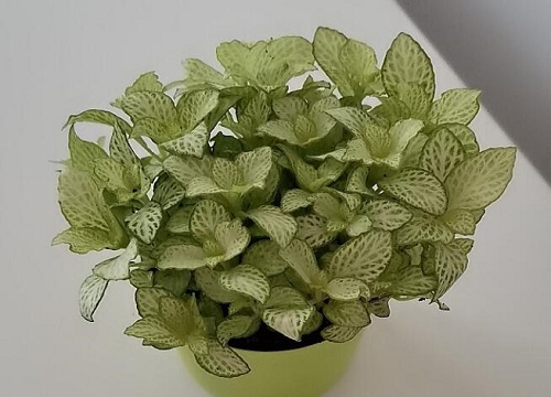 网纹草浇水要浇透吗