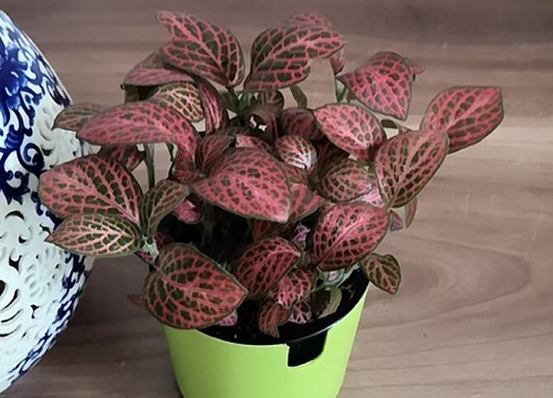 网纹草浇水要浇透吗