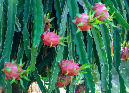 火龙果什么季节成熟