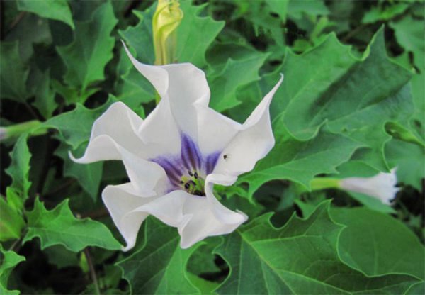 曼陀罗的寓意及象征