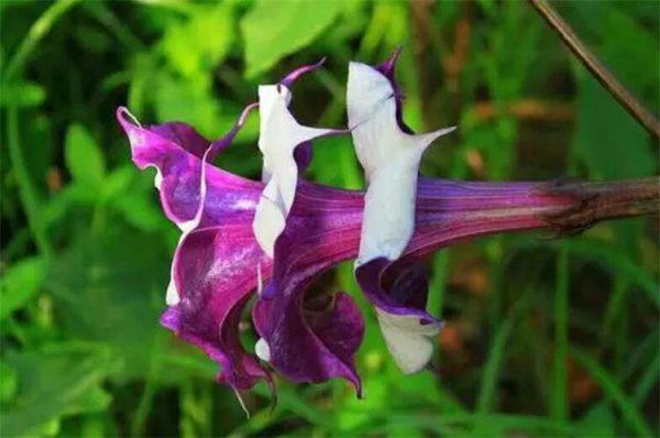 曼陀罗的寓意及象征