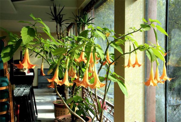 曼陀罗的寓意及象征