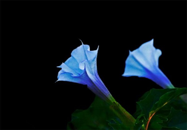 曼陀罗的寓意及象征