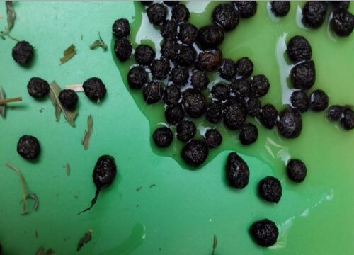 兔子的粪便可以做肥料吗