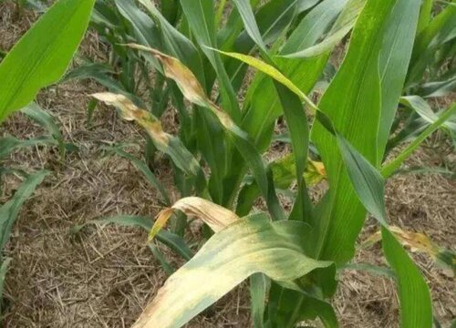 夏天养殖花卉出现黄叶以后怎么办