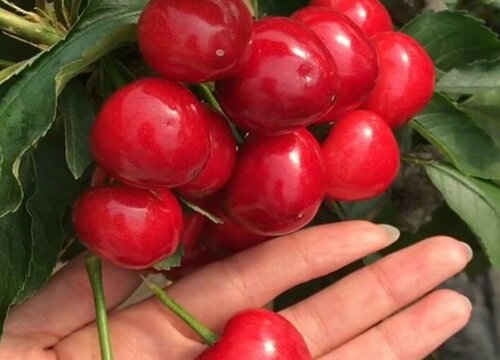 大连樱桃什么时候成熟