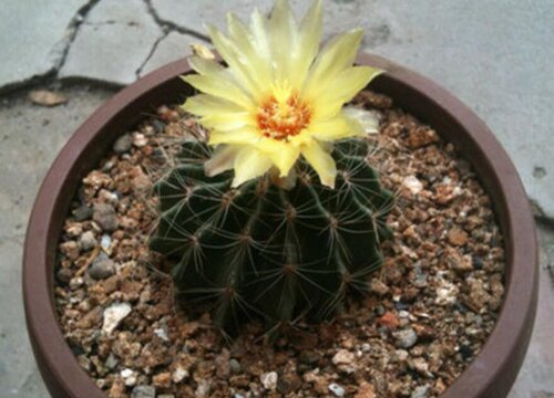 龙王球怎么繁殖