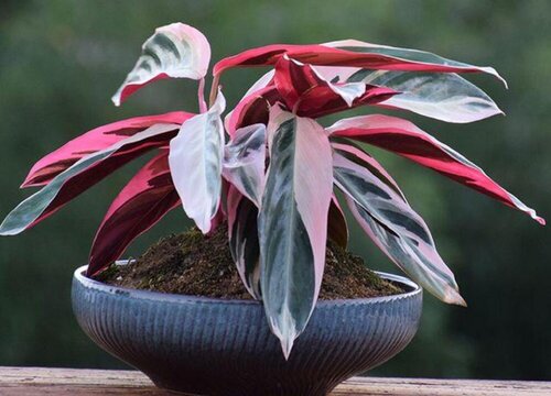 哪个品种的竹芋最好看