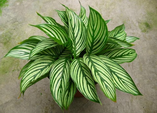 哪个品种的竹芋最好看