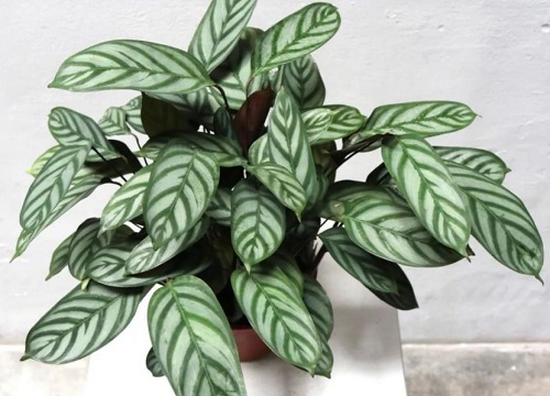 哪个品种的竹芋最好看