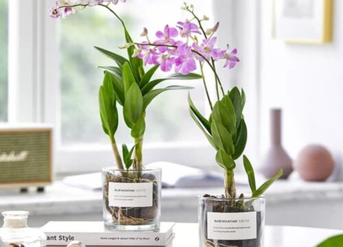 石斛兰怎么施肥长的新芽拇指粗