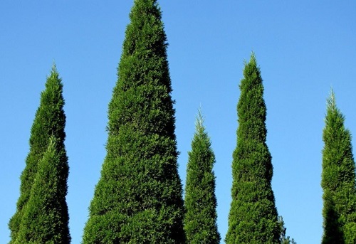 松树扦插生根最快方法