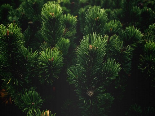 松树扦插生根最快方法