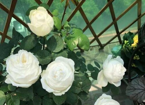 直立冰山月季的优缺点