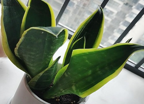 虎皮兰夏天如何养护生长旺盛