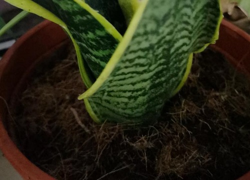 虎皮兰夏天如何养护生长旺盛