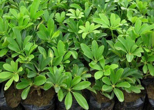 鹅掌藤的扦插方法