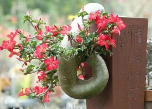 沙漠玫瑰开爆盆有哪些养护要点