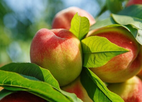 水蜜桃什么时候成熟