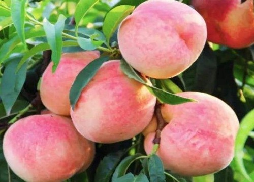 水蜜桃什么时候成熟