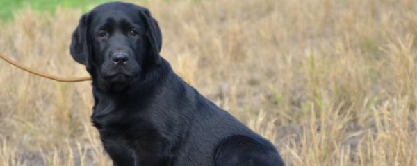 拉布拉多犬的优缺点