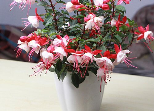 倒挂金钟的花语和寓意