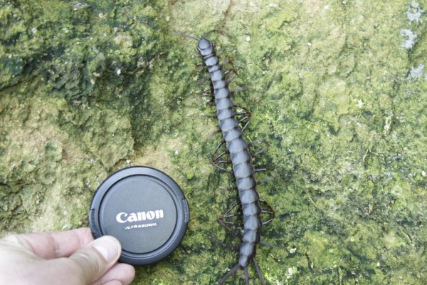 最大的蜈蚣长什么样